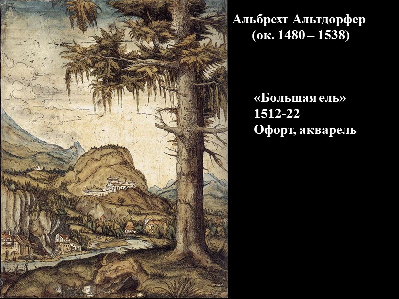 «Большая ель» 1512-22 Офорт, акварель Альбрехт Альтдорфер  (ок. 1480 – 1538)